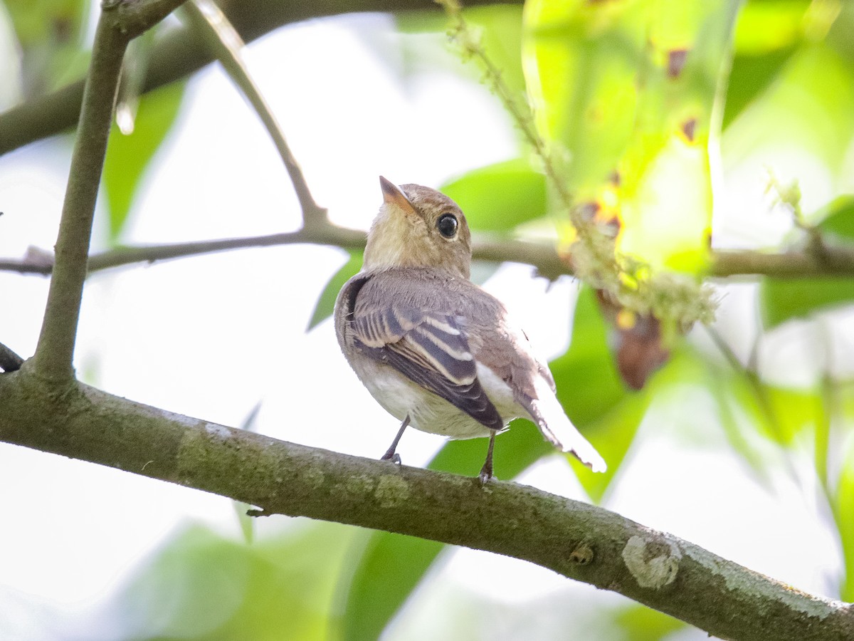 Brown-streaked Flycatcher - ML641701220