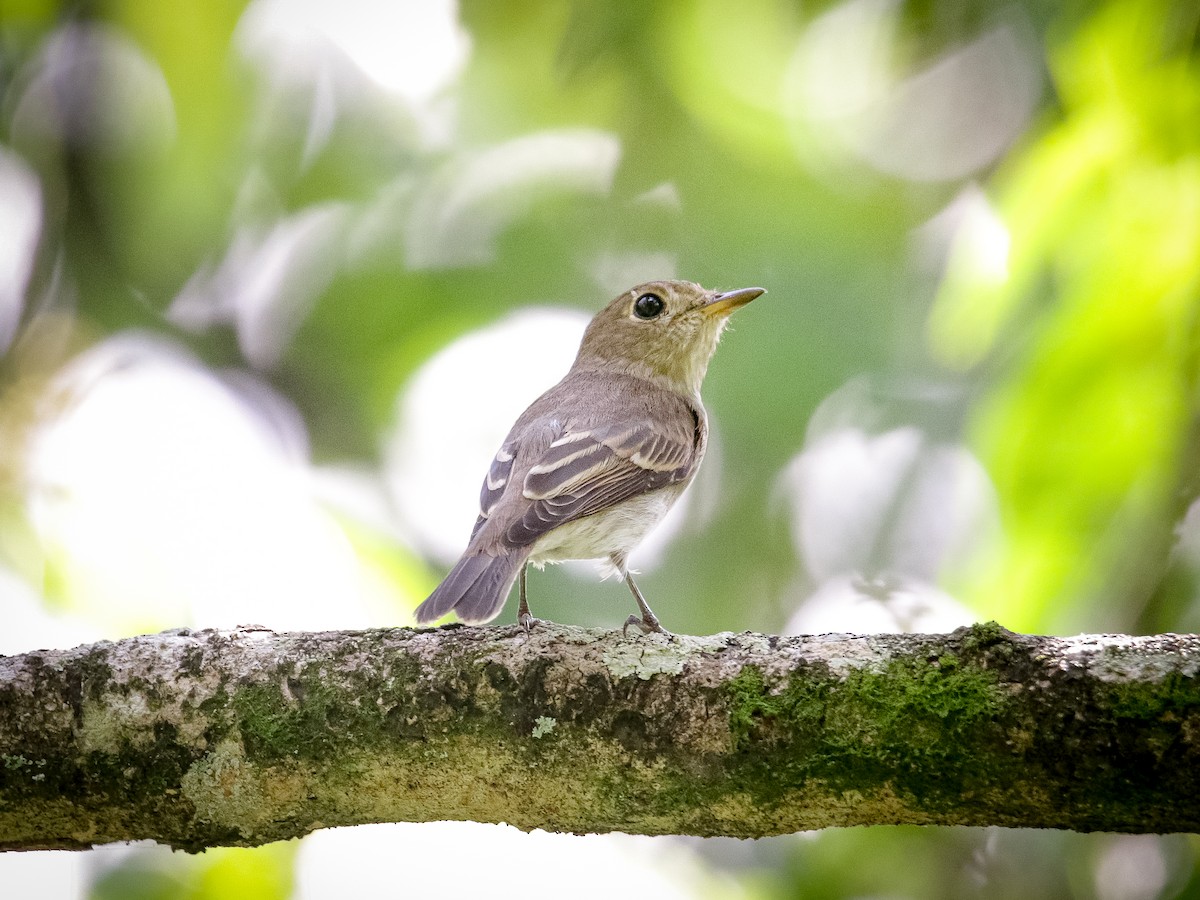 Brown-streaked Flycatcher - ML641701221