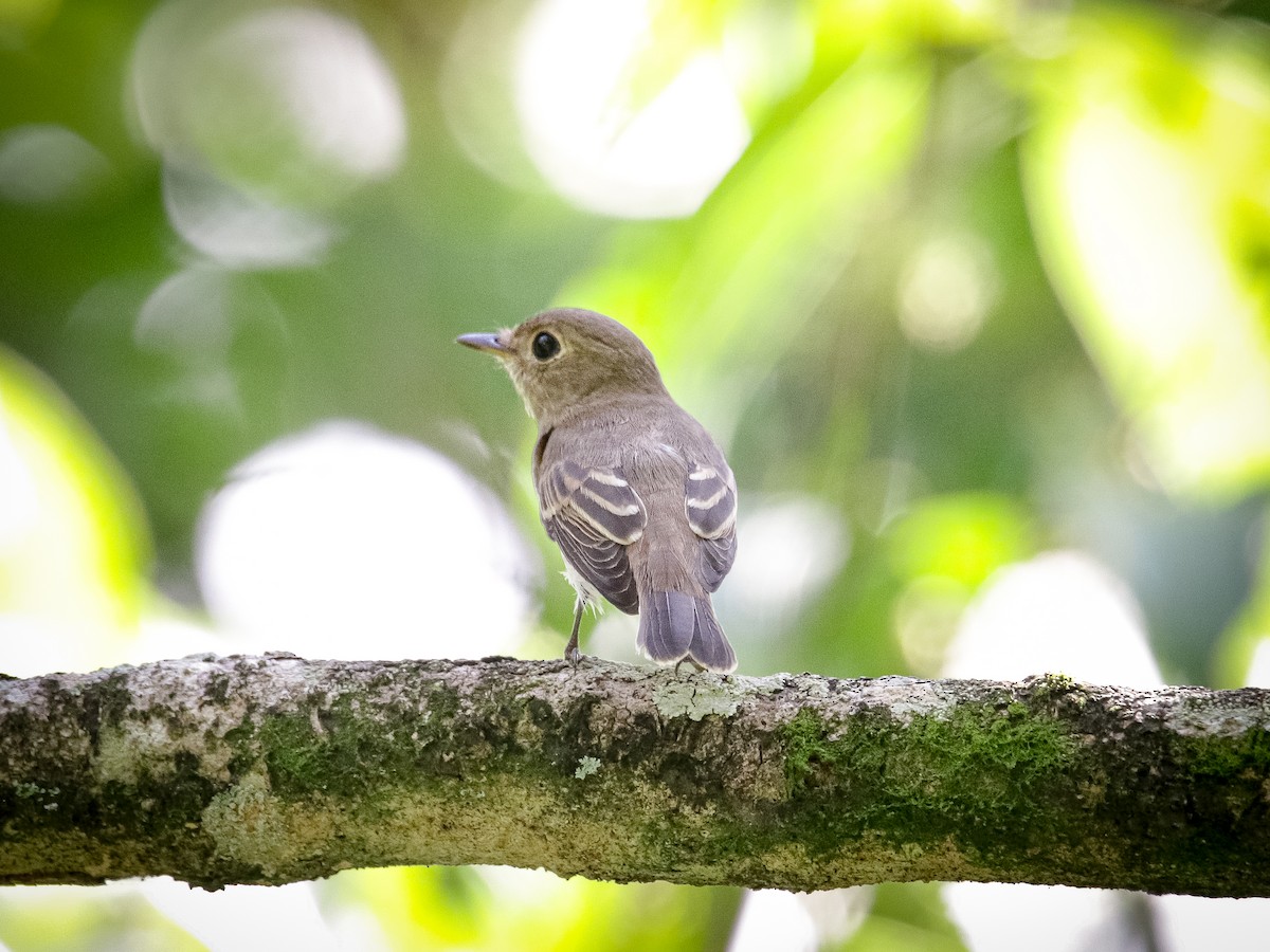 Brown-streaked Flycatcher - ML641701223
