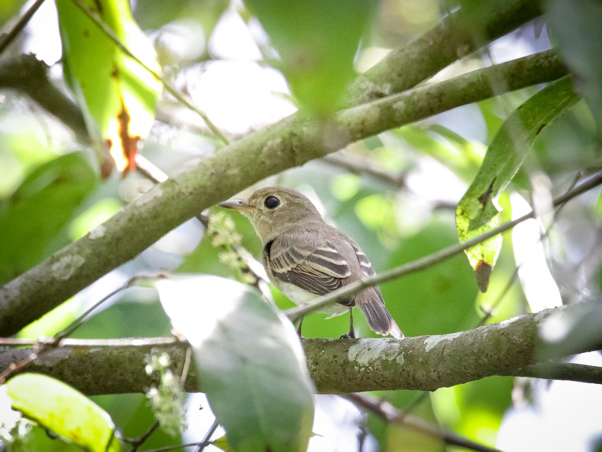Brown-streaked Flycatcher - ML641701225