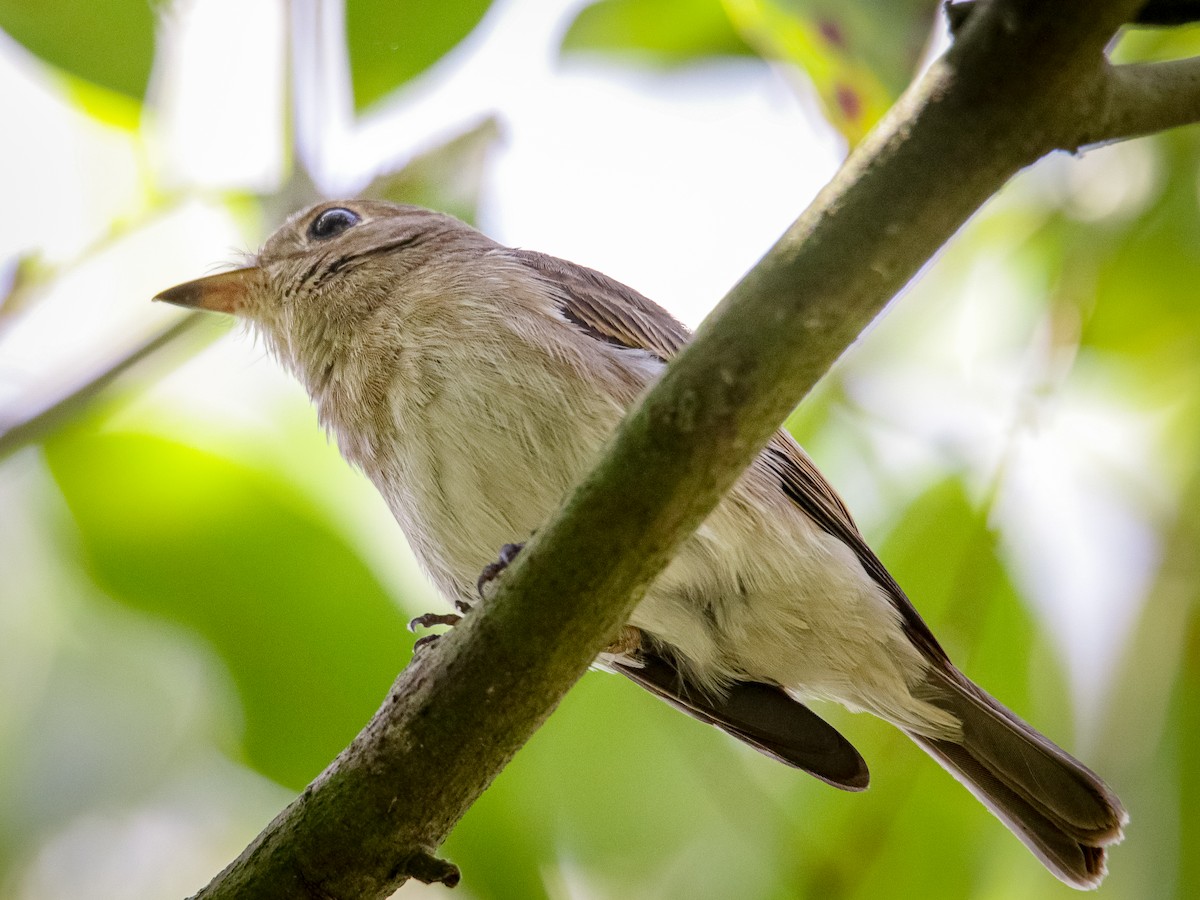 Brown-streaked Flycatcher - ML641701226