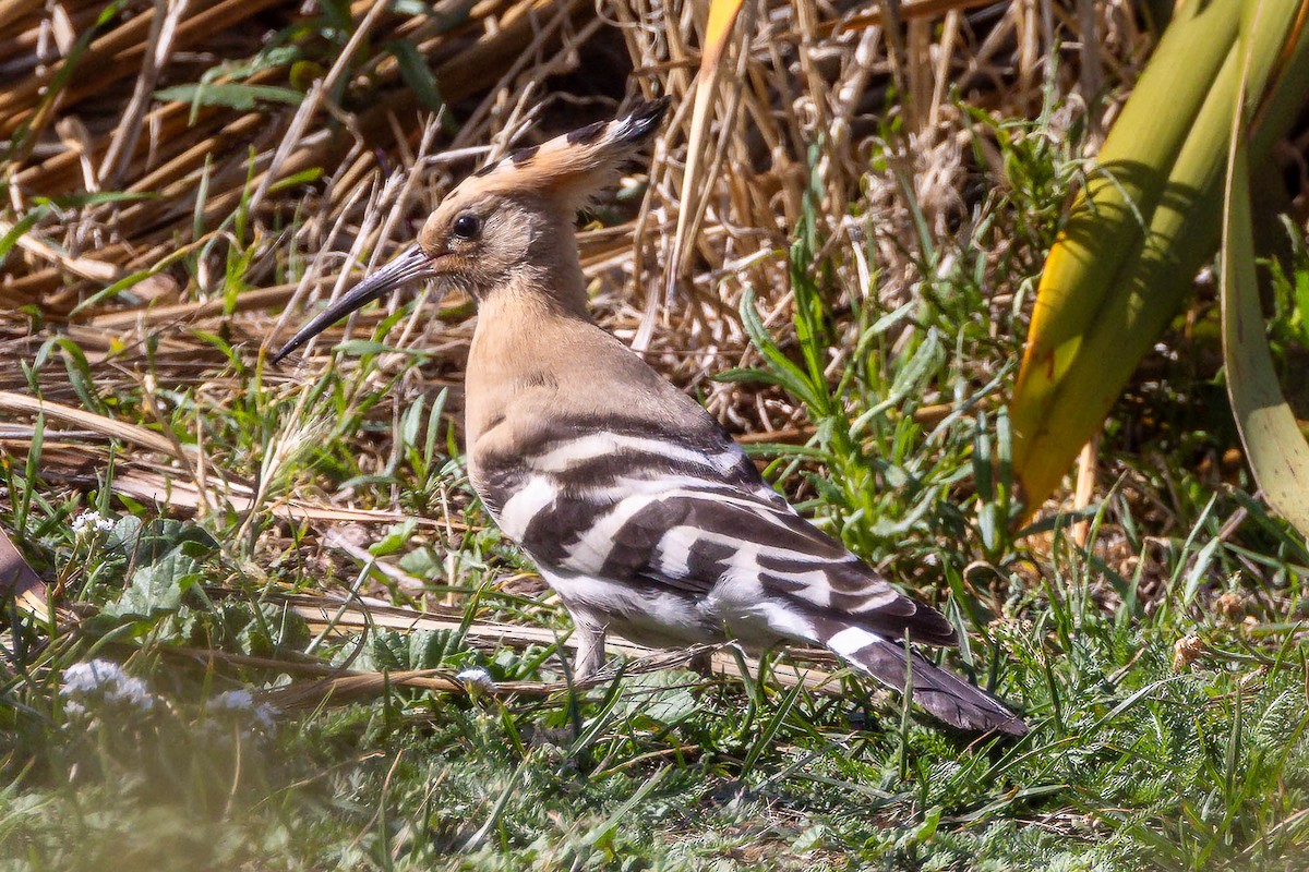 Eurasian Hoopoe - ML641701236