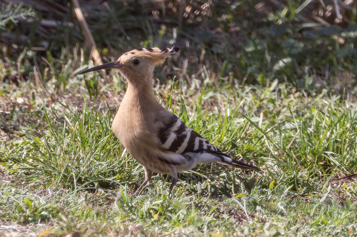 Eurasian Hoopoe - ML641701237