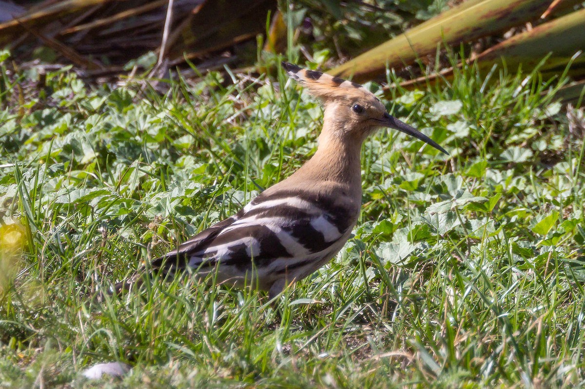 Eurasian Hoopoe - ML641701238