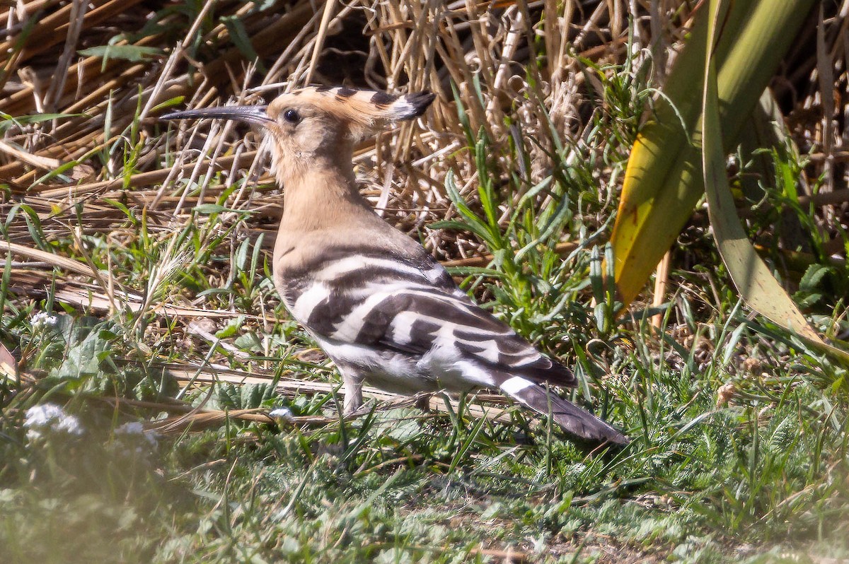 Eurasian Hoopoe - ML641701239