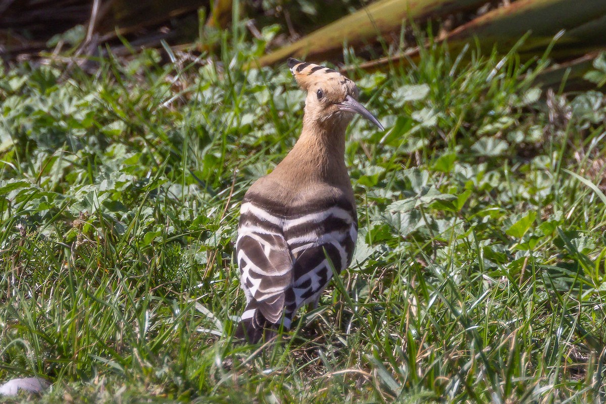 Eurasian Hoopoe - ML641701240