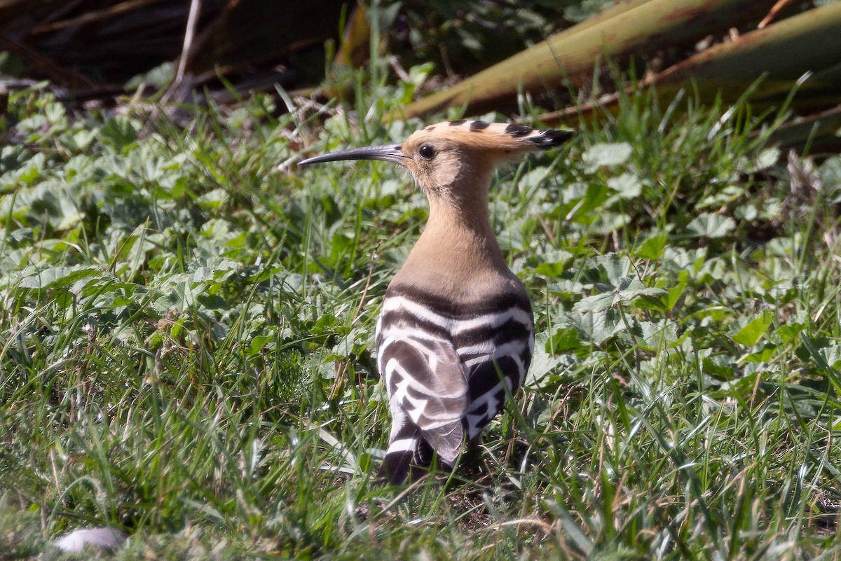 Eurasian Hoopoe - ML641701241
