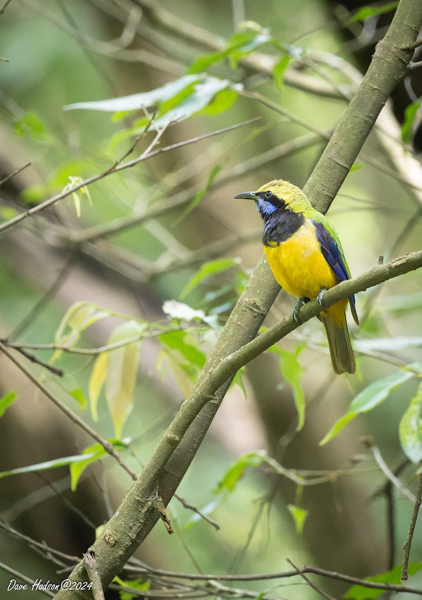 oransjebukbladfugl - ML641701271