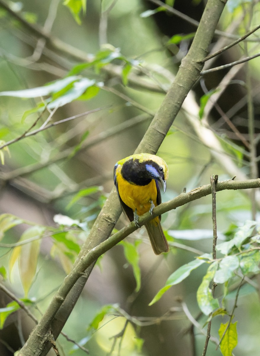 oransjebukbladfugl - ML641701272