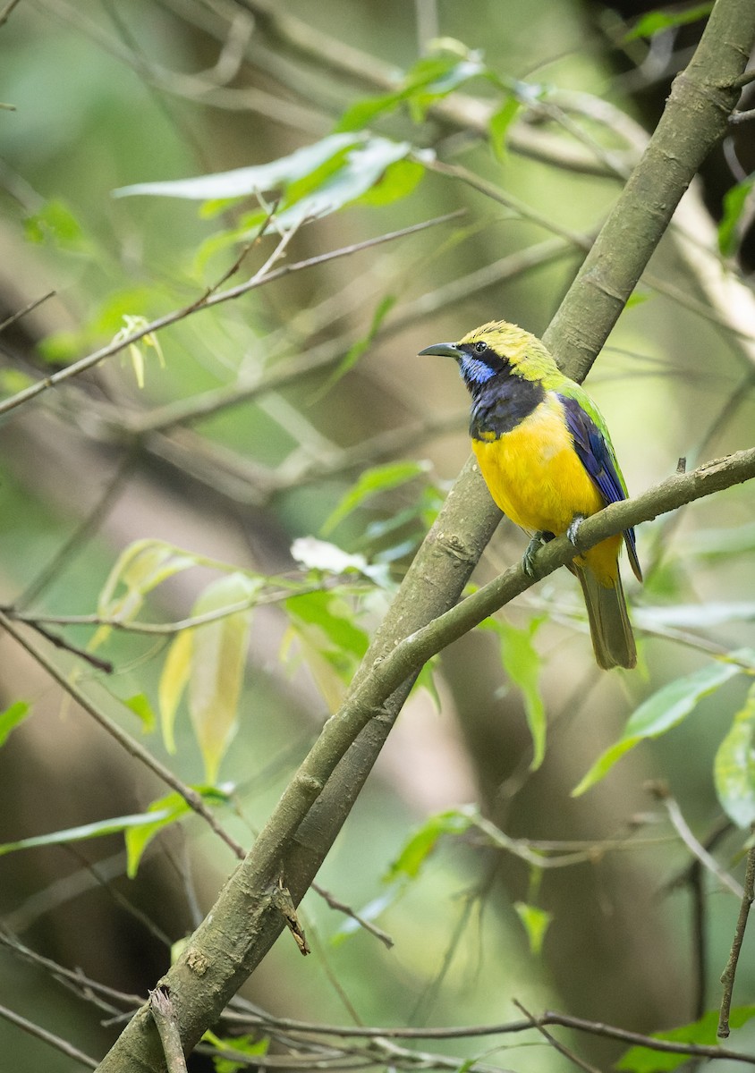 oransjebukbladfugl - ML641701273