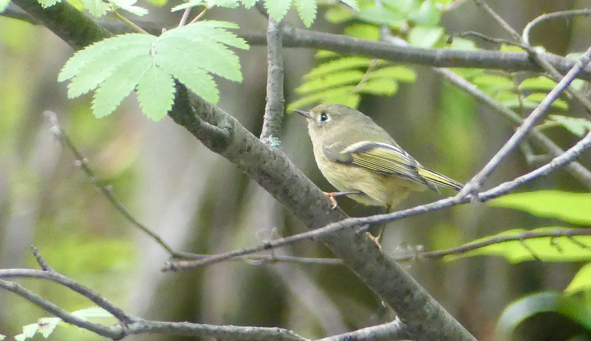 Ruby-crowned Kinglet - ML641701275