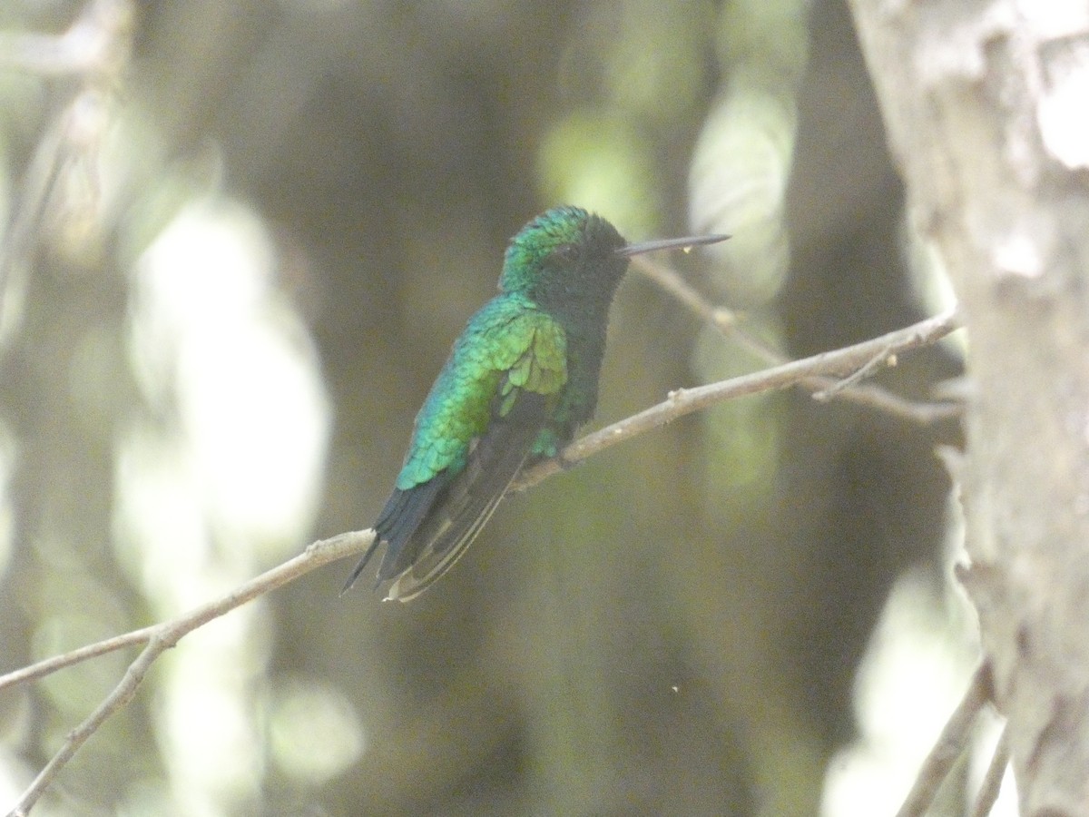 Red-billed Emerald - ML641701300