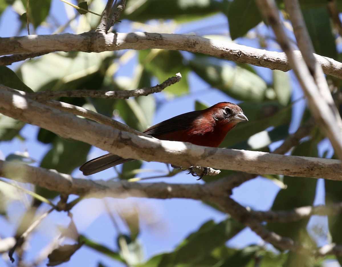 Red-crowned Ant-Tanager - ML641701317