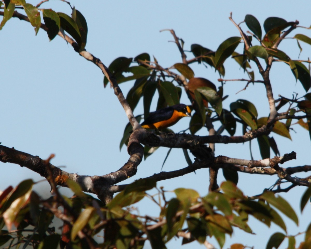 Violaceous Euphonia - ML641701320