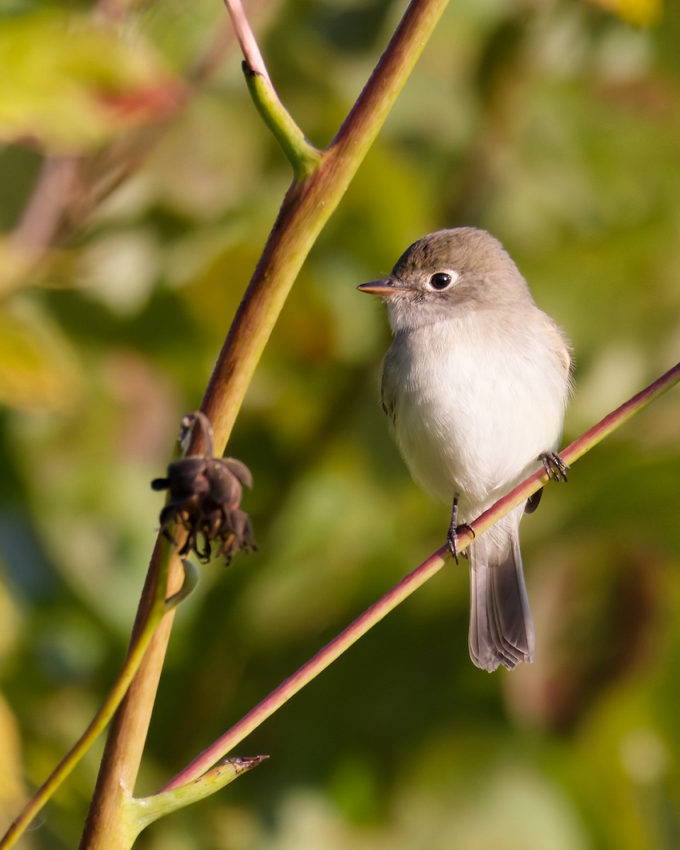 Least Flycatcher - ML641701326