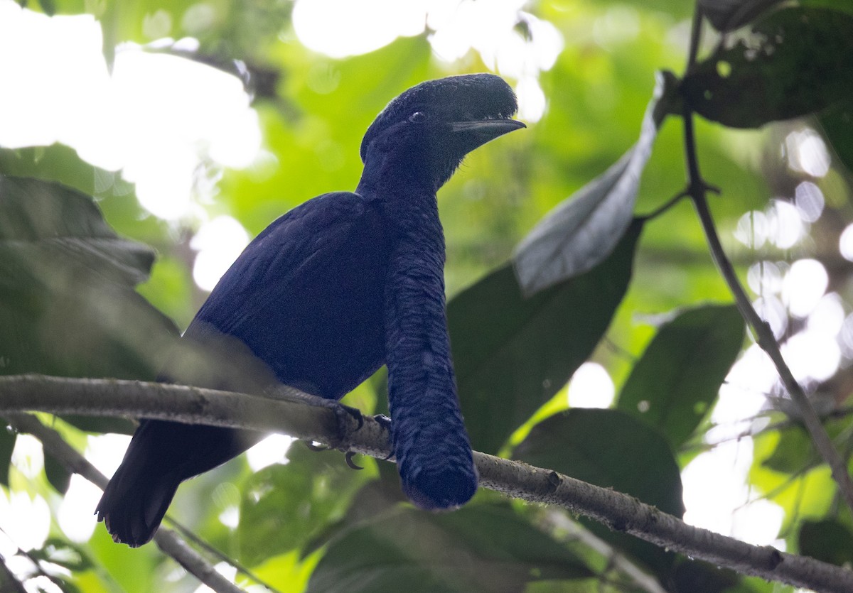 Long-wattled Umbrellabird - ML641701380