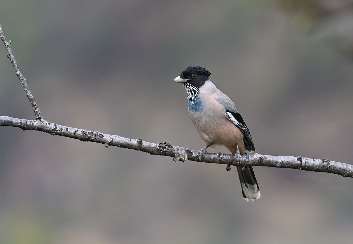 Black-headed Jay - ML641701387