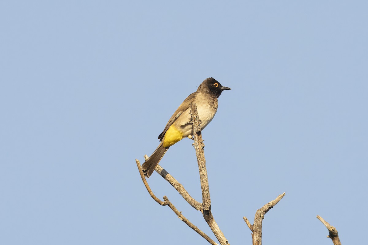 Black-fronted Bulbul - ML641701395