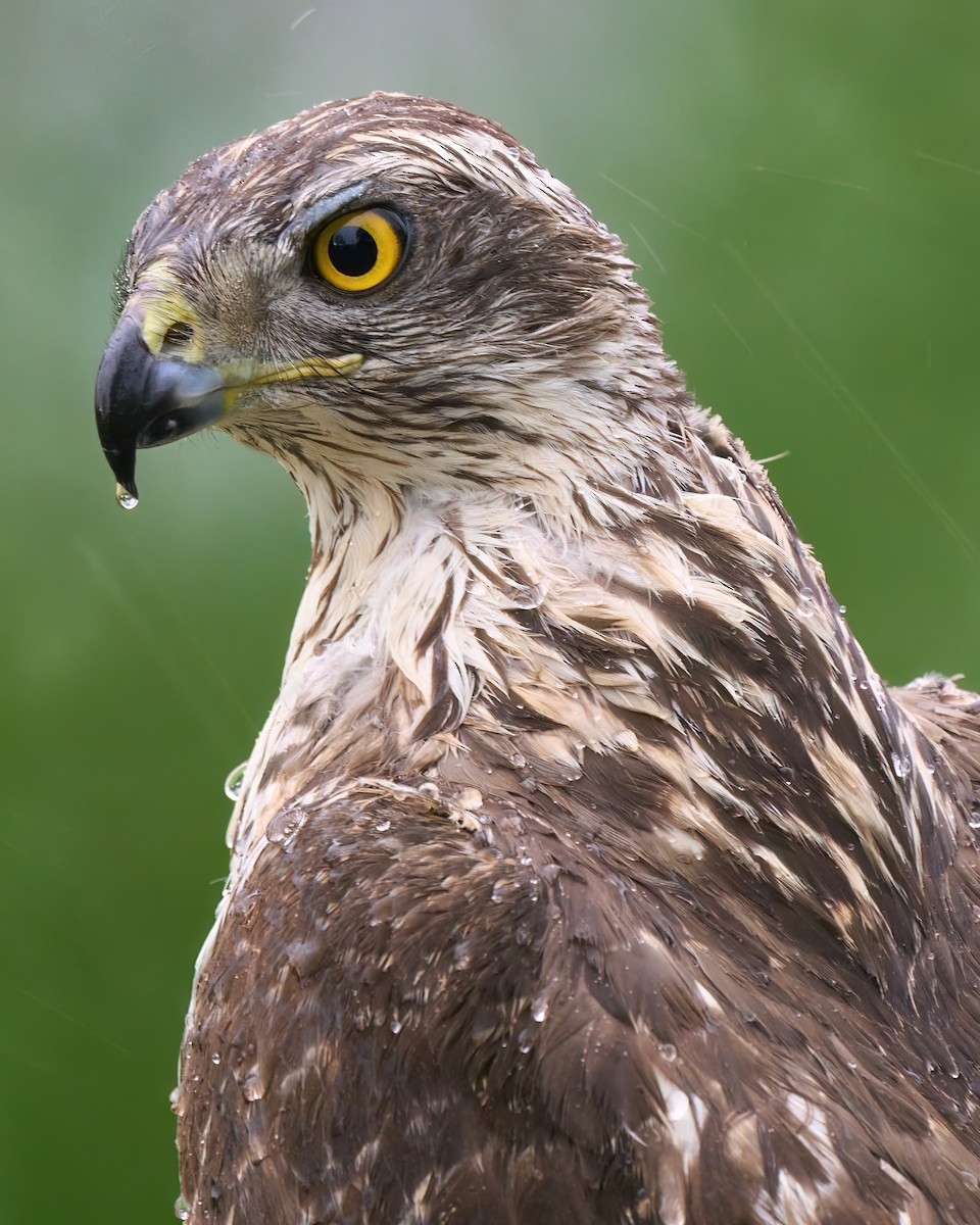 Eurasian Goshawk - ML641701405