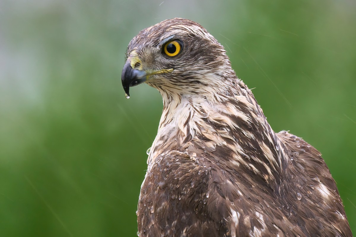 Eurasian Goshawk - ML641701406