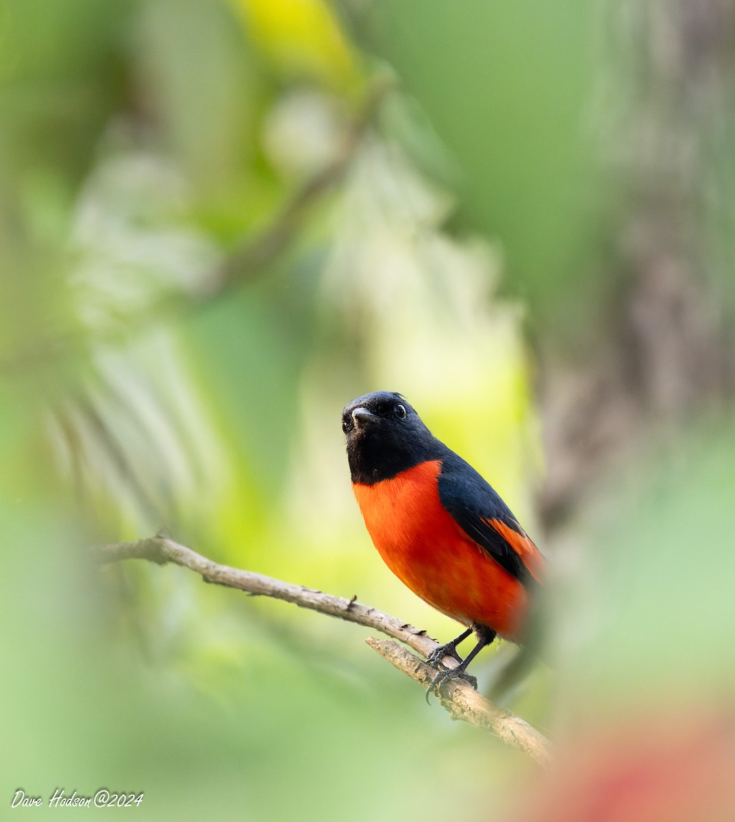Long-tailed Minivet - ML641701443