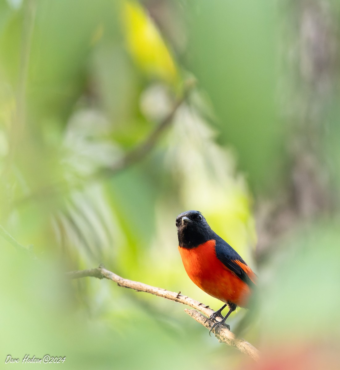Long-tailed Minivet - ML641701444