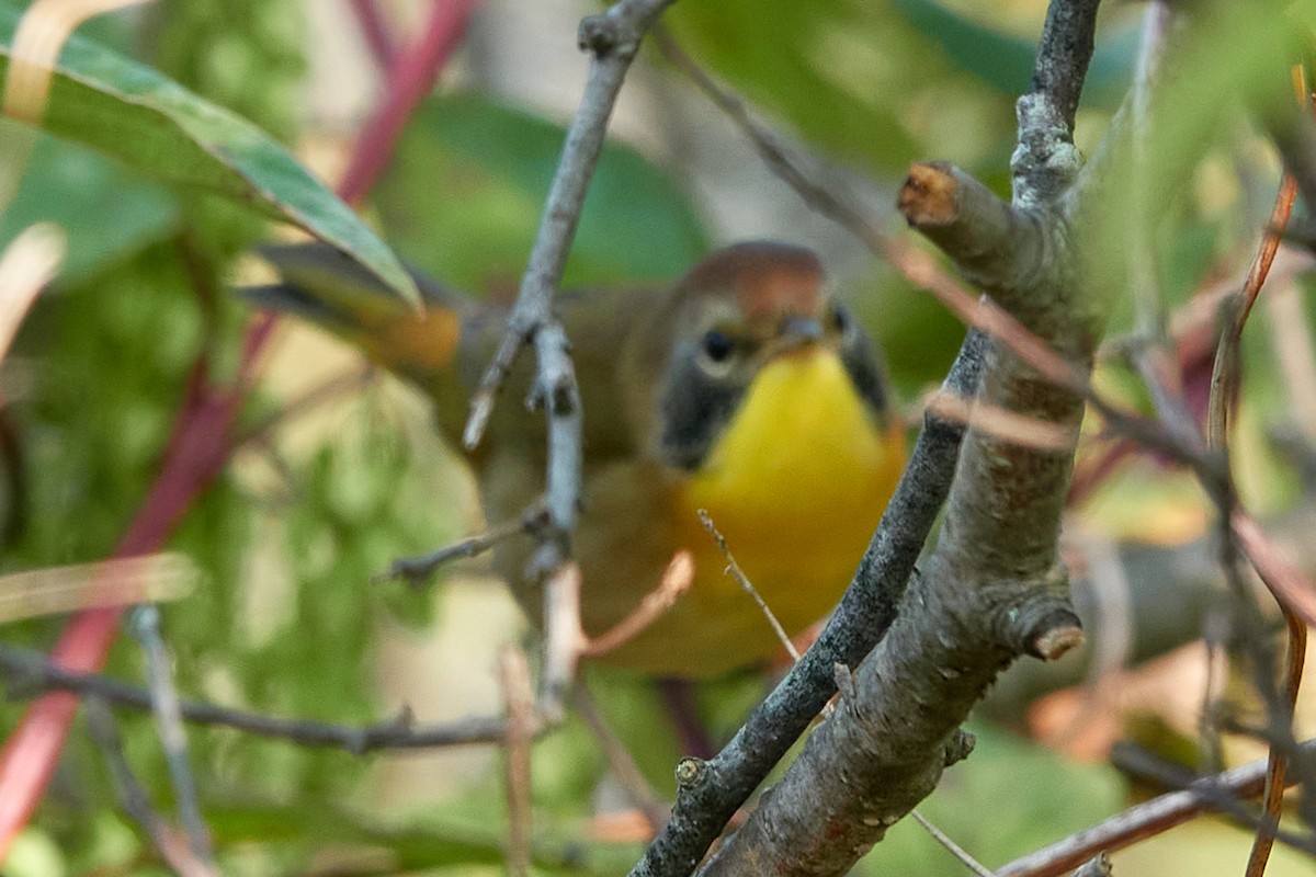 Common Yellowthroat - ML641701461