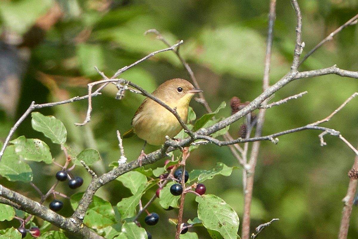 Common Yellowthroat - ML641701462