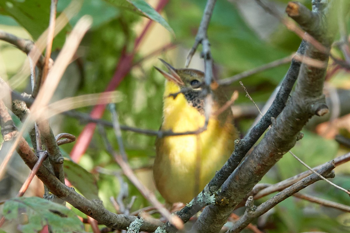 Common Yellowthroat - ML641701463