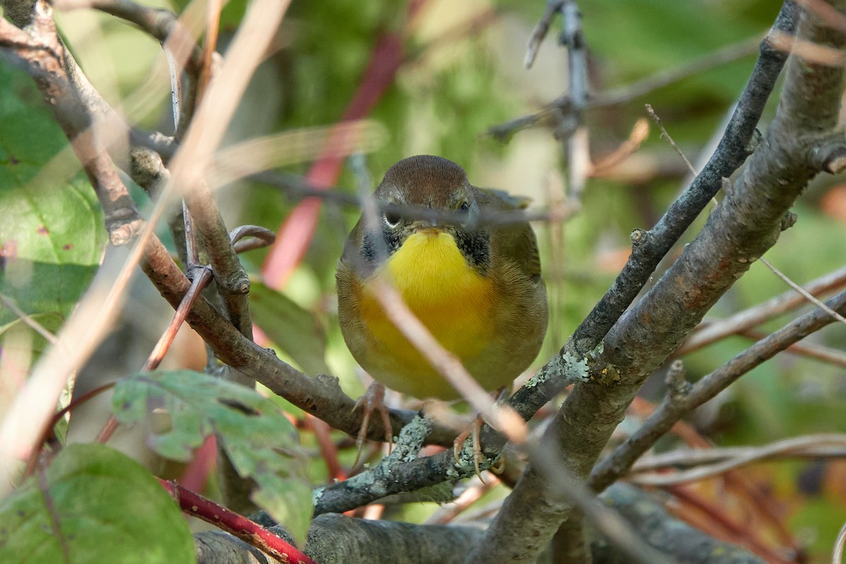 Common Yellowthroat - ML641701465