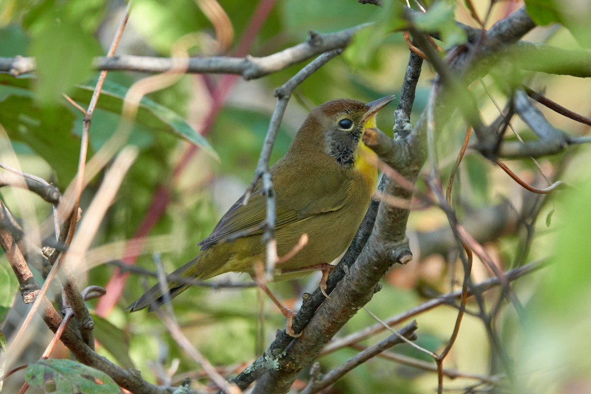 Common Yellowthroat - ML641701466