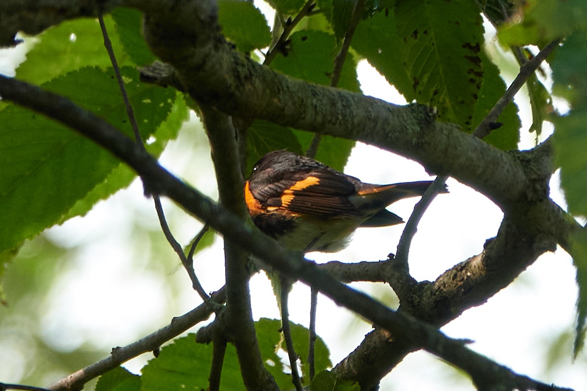 American Redstart - ML641701467