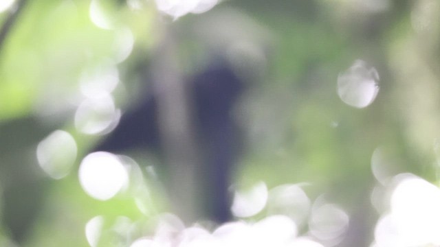 Long-wattled Umbrellabird - ML641701477