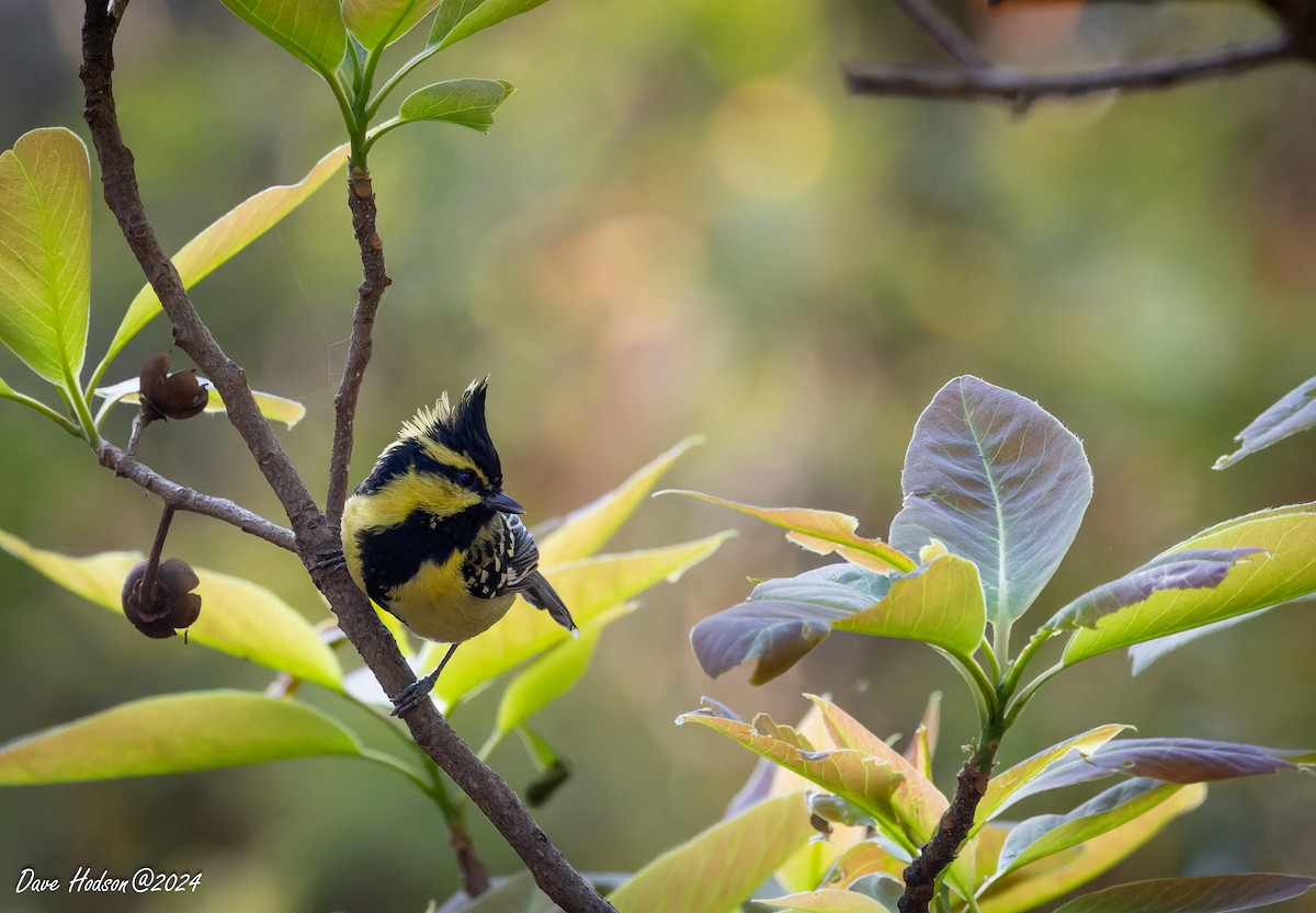 Himalayan Black-lored Tit - ML641701532
