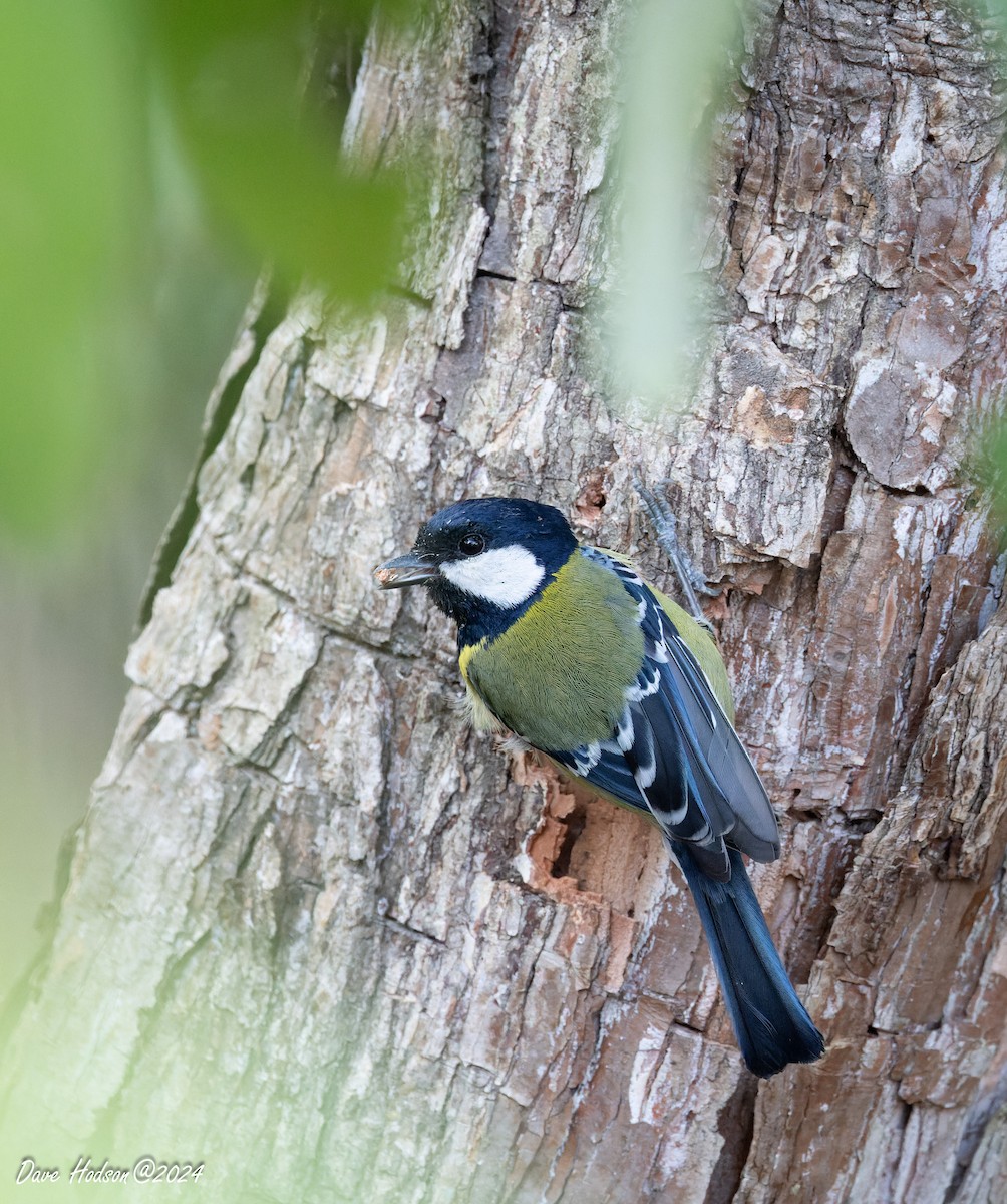 Green-backed Tit - ML641701539