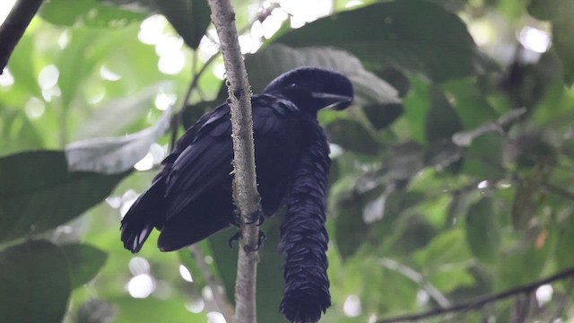 Long-wattled Umbrellabird - ML641701540