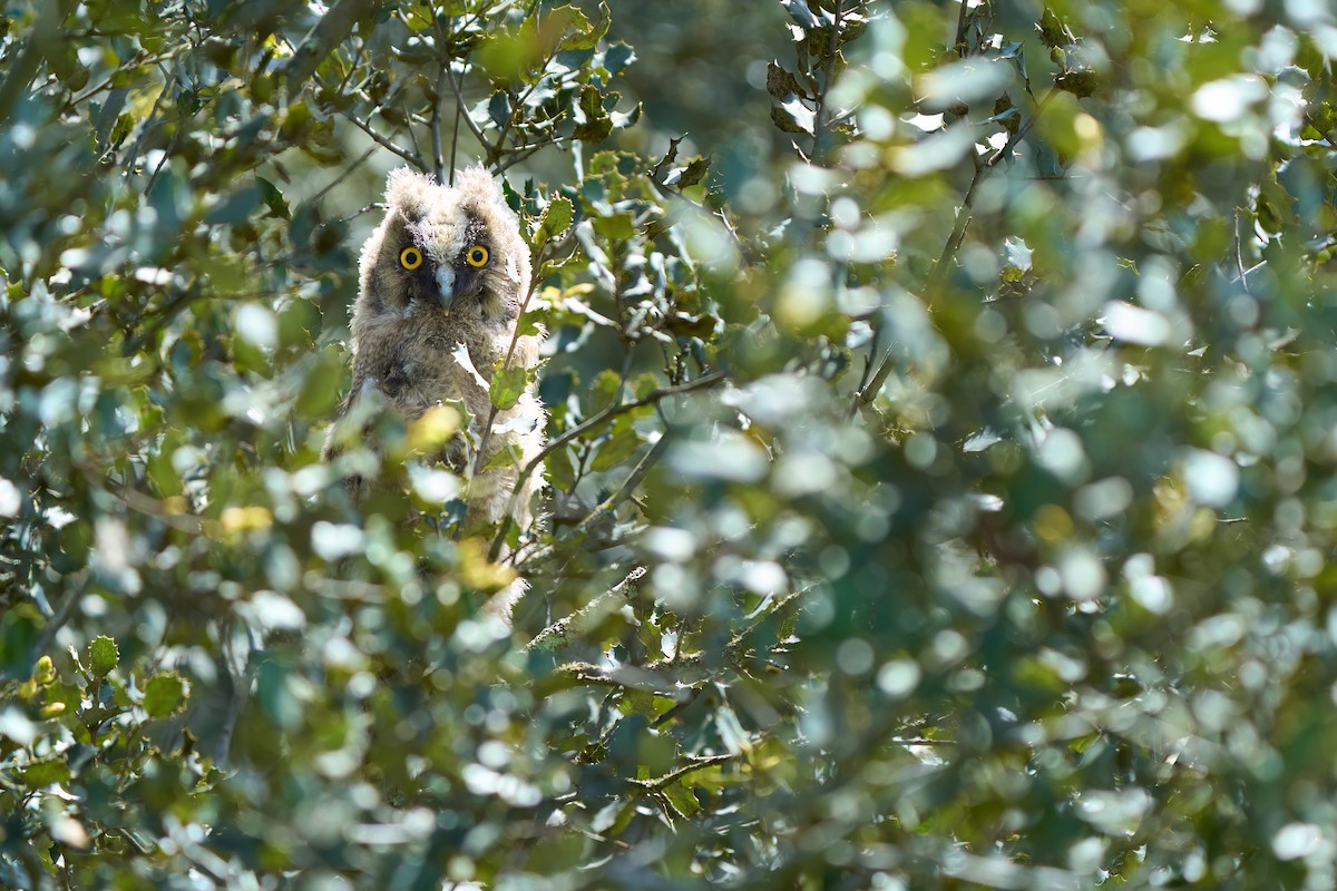 Long-eared Owl - ML641701545