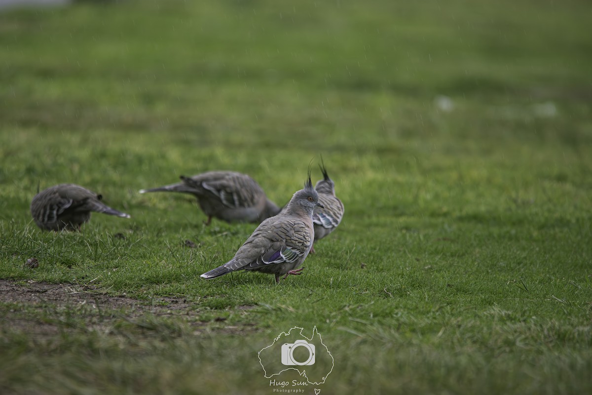 Crested Pigeon - ML641701552