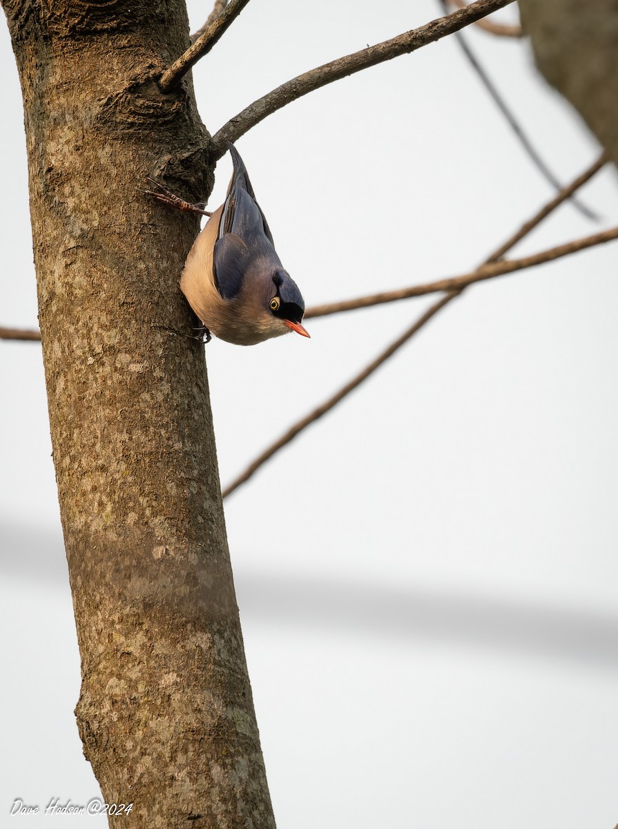 Velvet-fronted Nuthatch - ML641701569