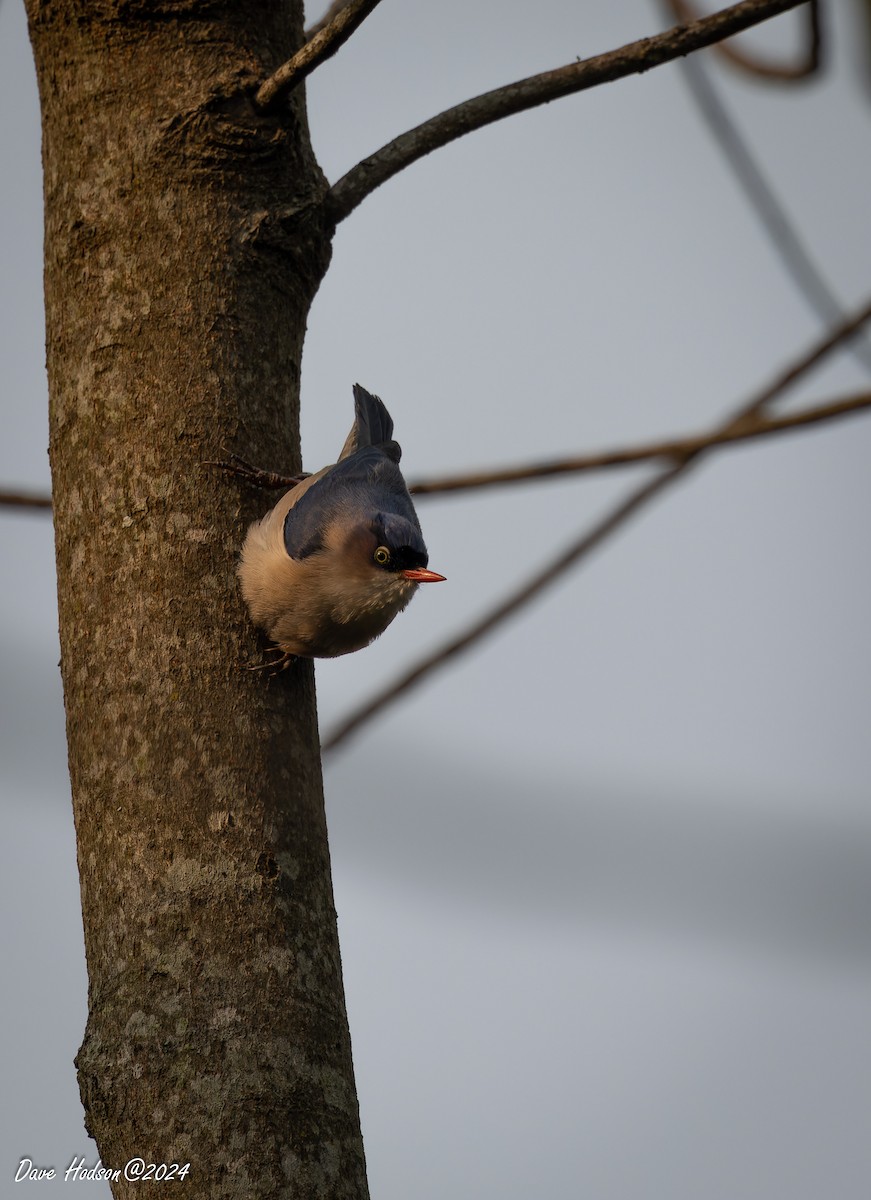 Velvet-fronted Nuthatch - ML641701570