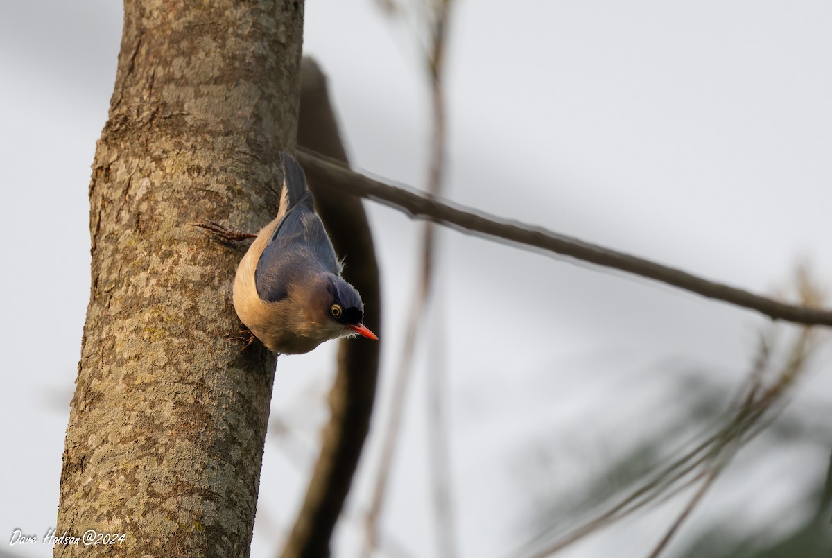 Velvet-fronted Nuthatch - ML641701571