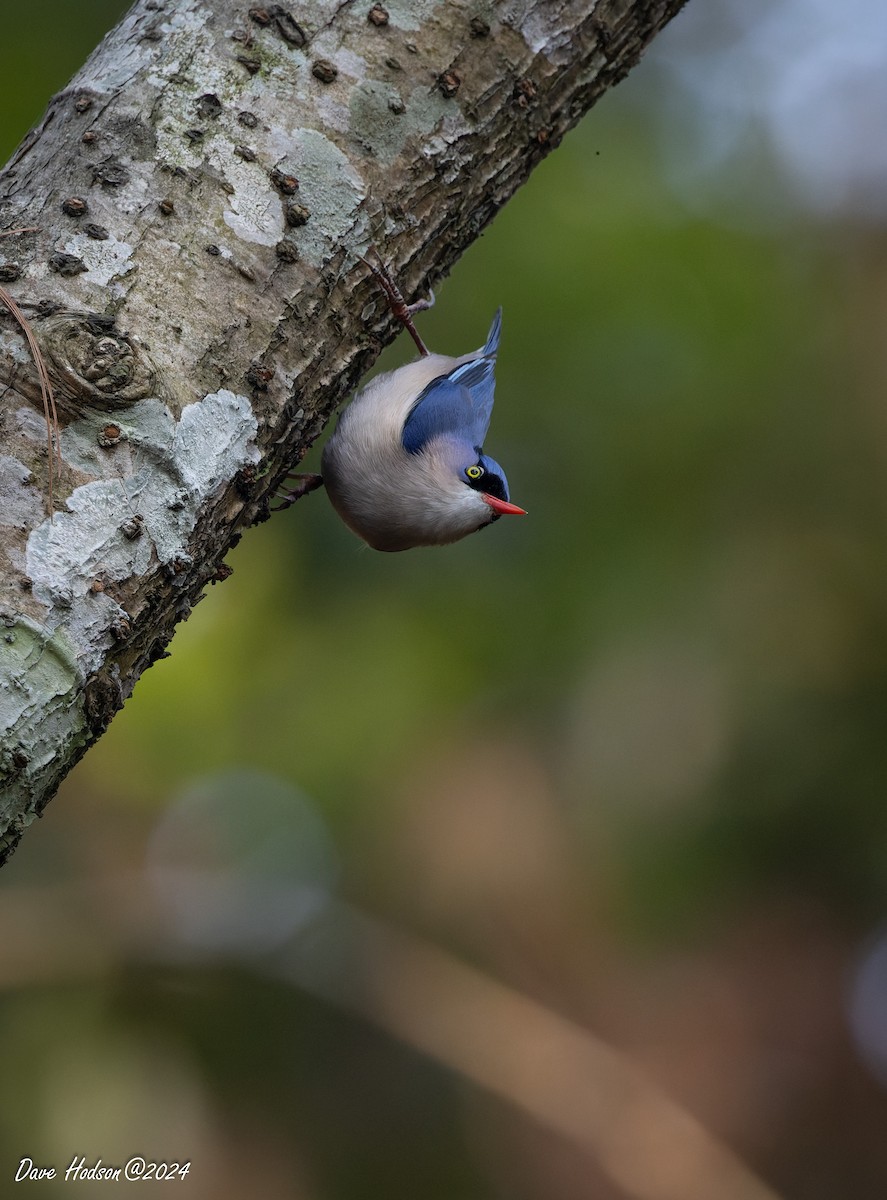 Velvet-fronted Nuthatch - ML641701572