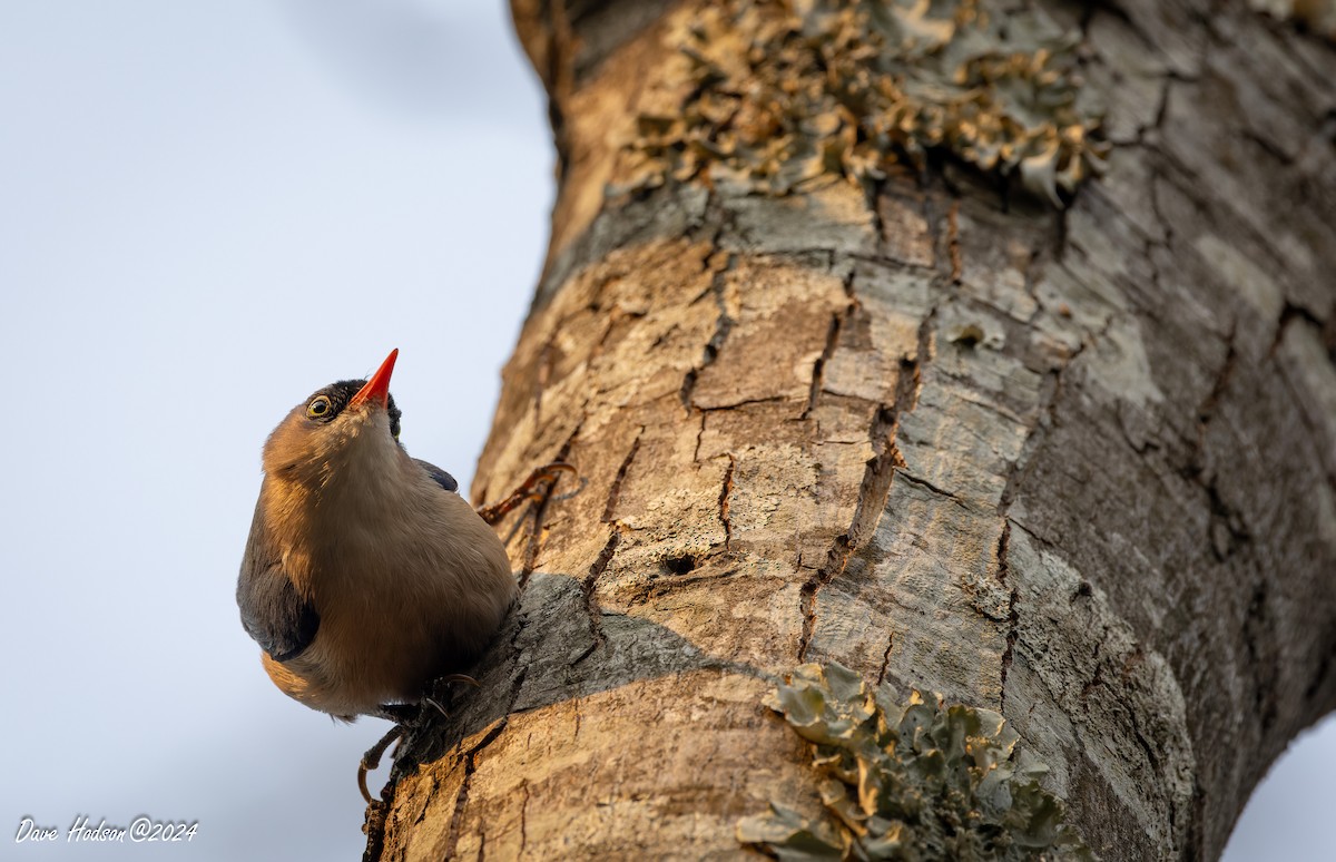 Velvet-fronted Nuthatch - ML641701573
