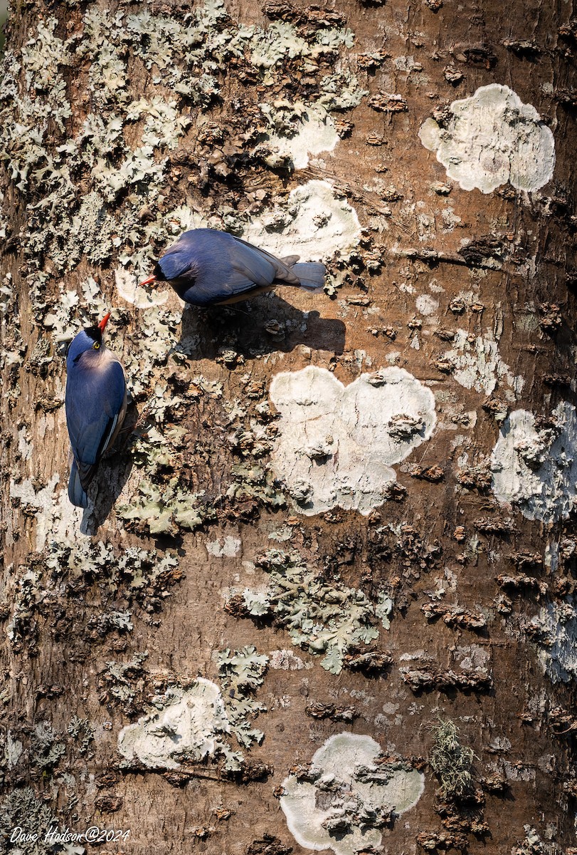 Velvet-fronted Nuthatch - ML641701574