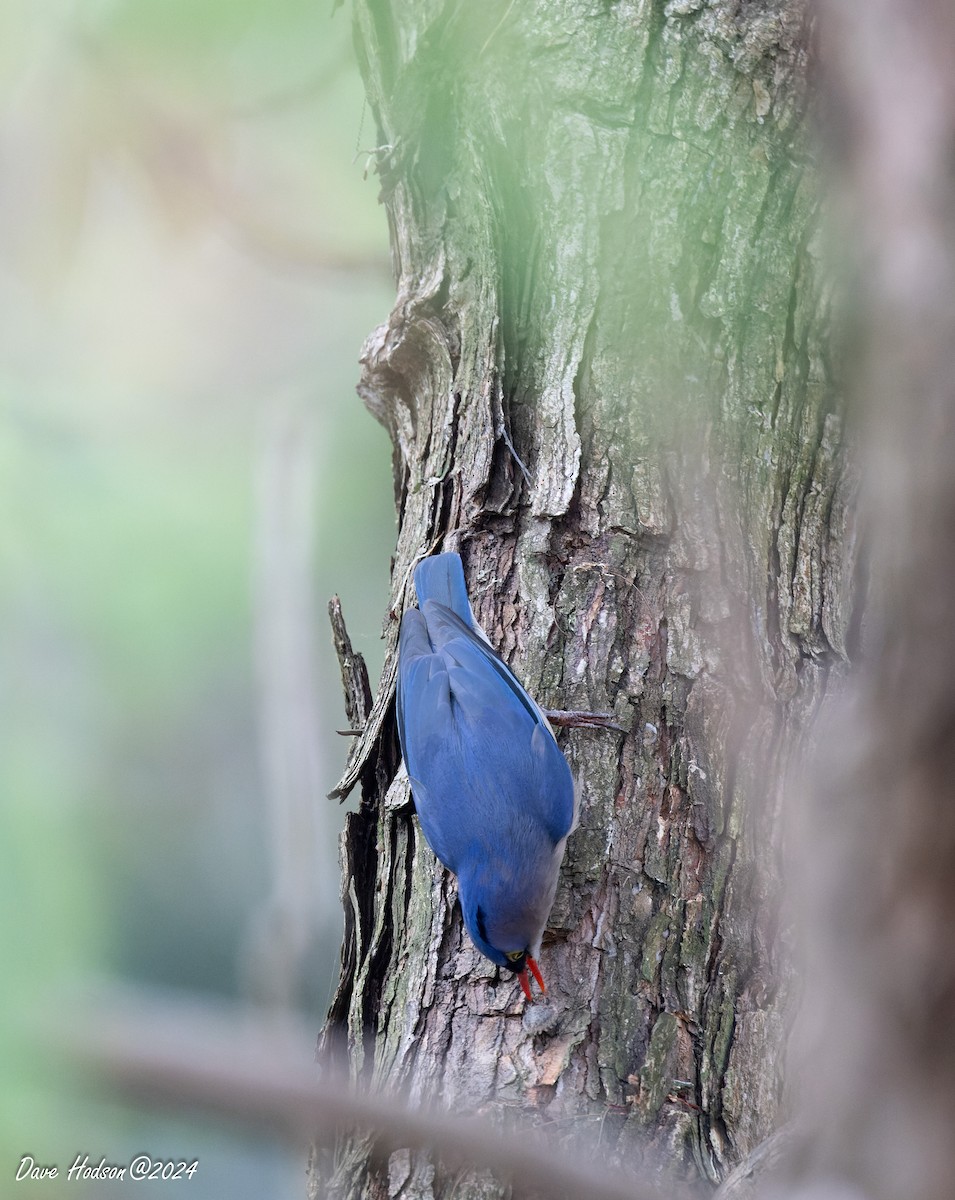 Velvet-fronted Nuthatch - ML641701575