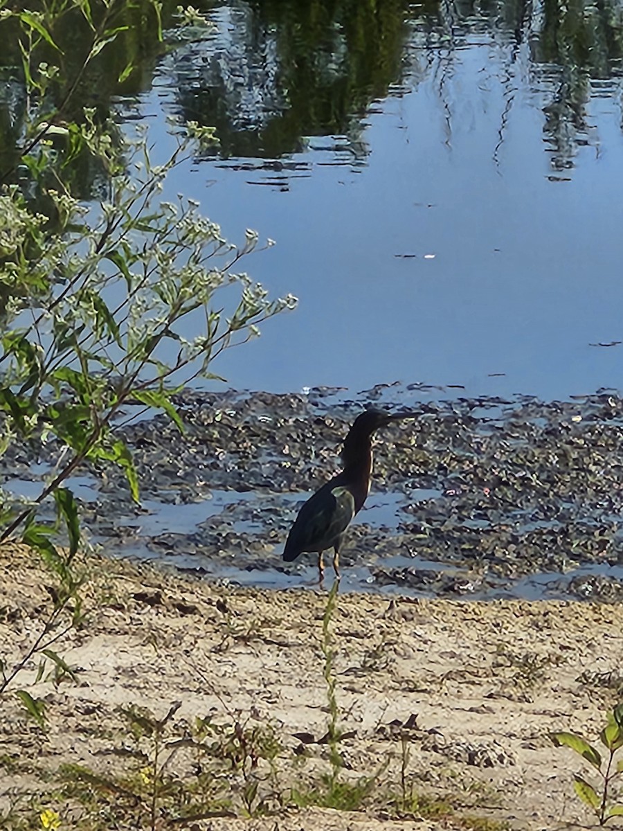 Green Heron - ML641701578