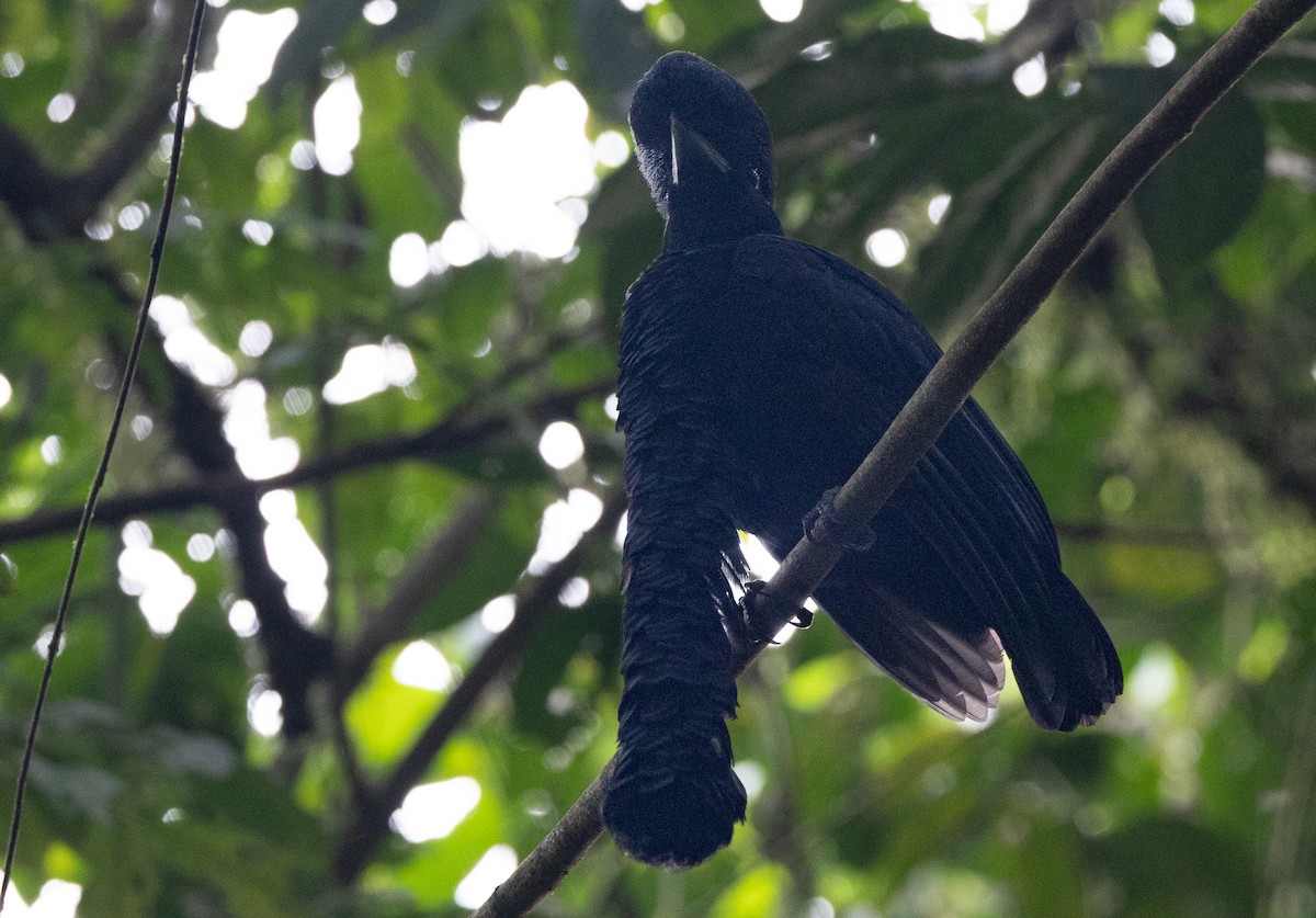 Long-wattled Umbrellabird - ML641701599