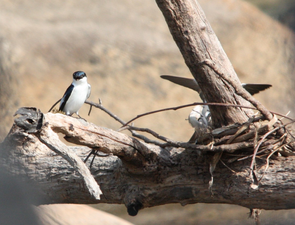 White-winged Swallow - ML641701630