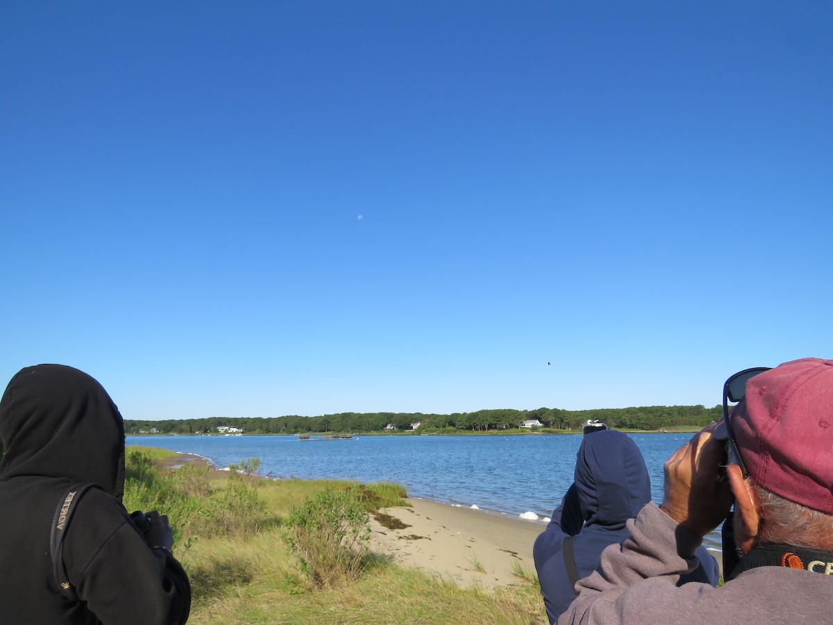 Bald Eagle - ML641701640