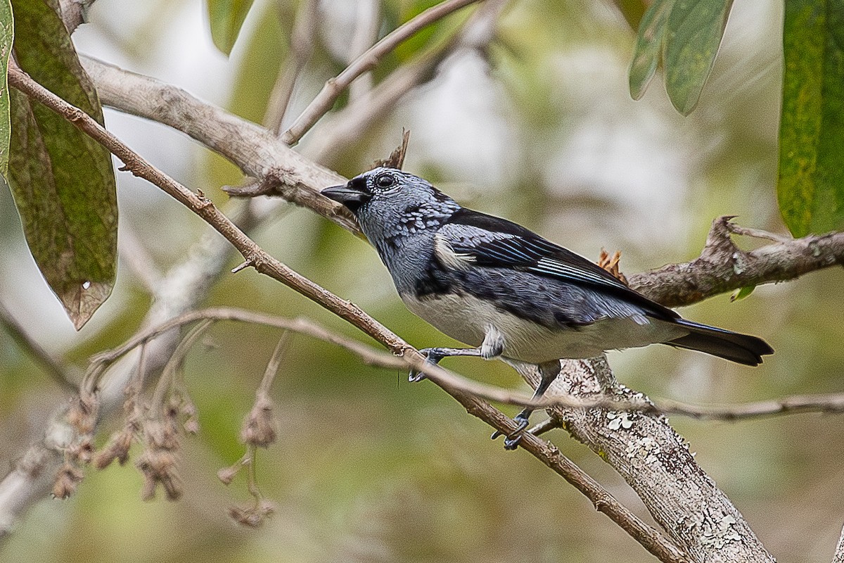 White-bellied Tanager - ML641701644